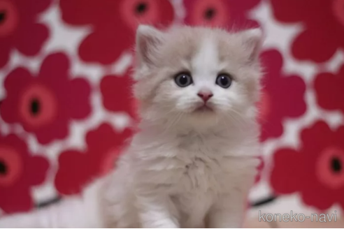 成約済の東京都のスコティッシュフォールド-92440の2枚目